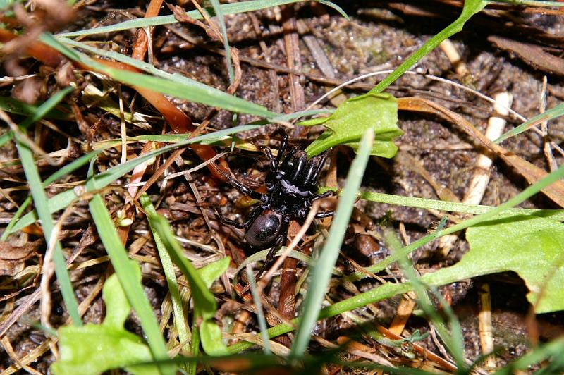 Atypus_affinis_D3163_Z_88_Gorp en Rovert_Nederland.jpg